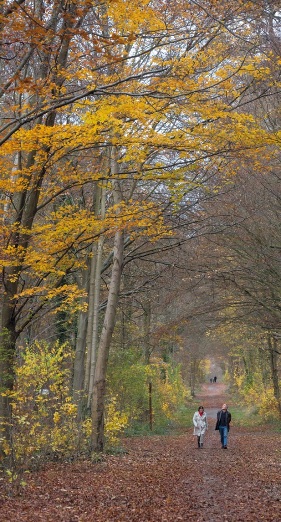 La forêt domaniale de Saint-Germain. © Jean-Yves Lacôte - ONF