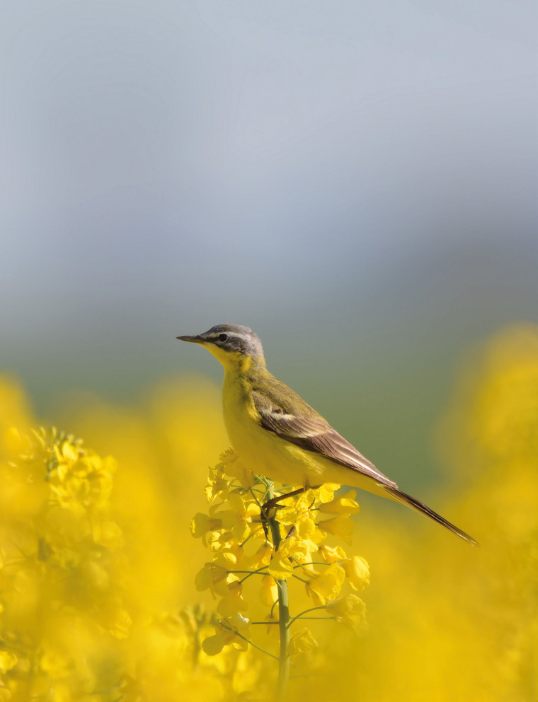 Bergeronnette printanière mâle (Motacilla flava), prise sur la commune de Xeuilley en Meurthe-et-Moselle (54). © Maxime Boban