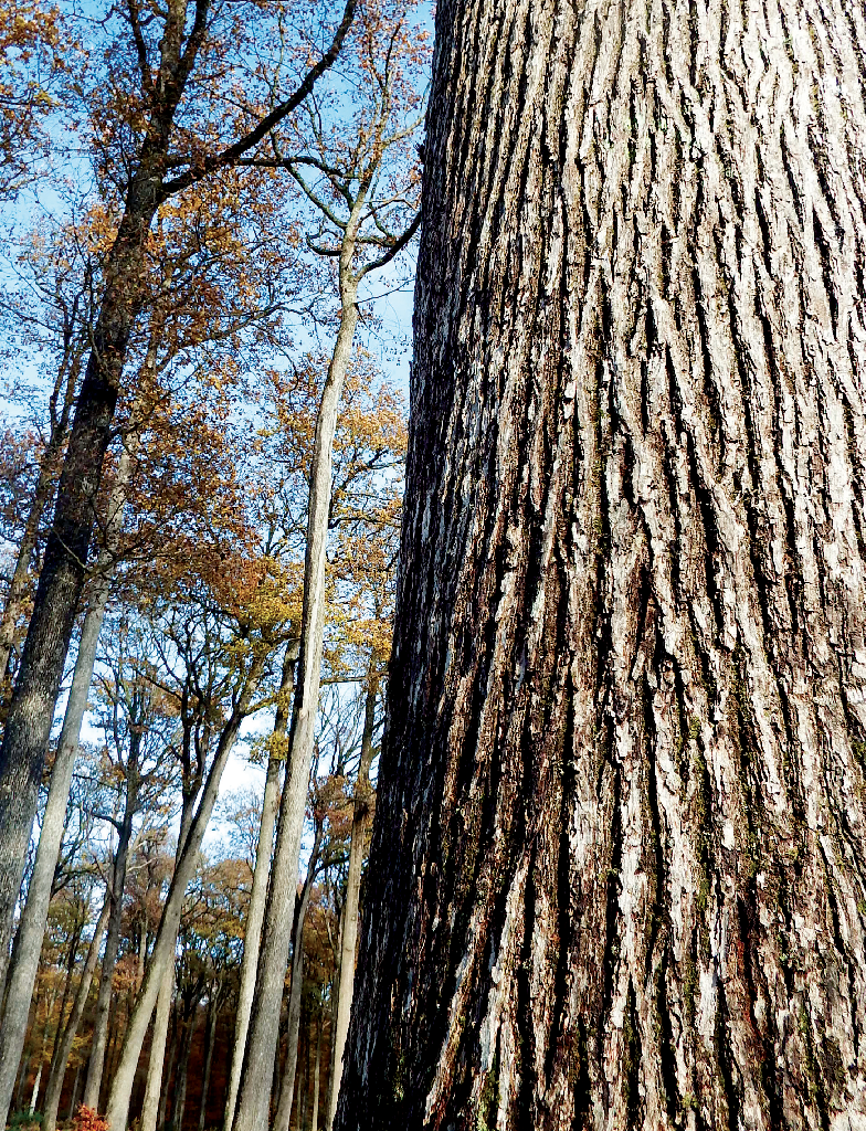 Forêt de Bercé en automne.