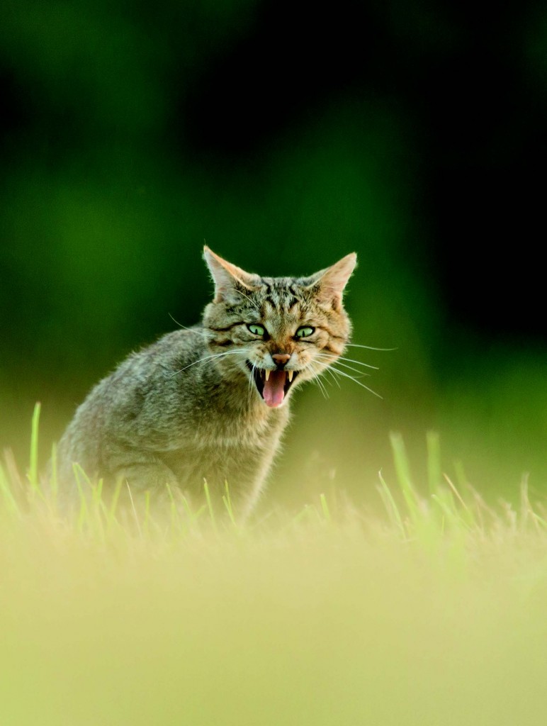 Chat forestier (Felis silvestris silvestris) en forêt communale de Favières (54). © Antoine Peultier