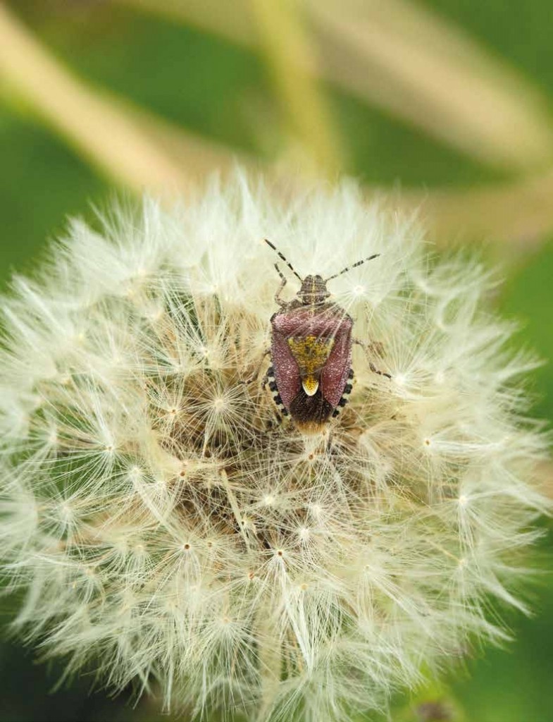 Le Pentatome des baies, alias Dolycoris baccarum © Marc Corail