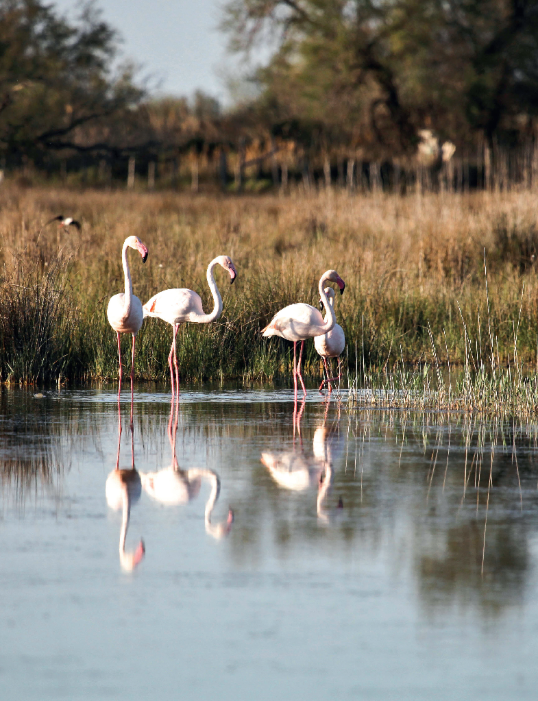 Parc naturel régional de Camargue