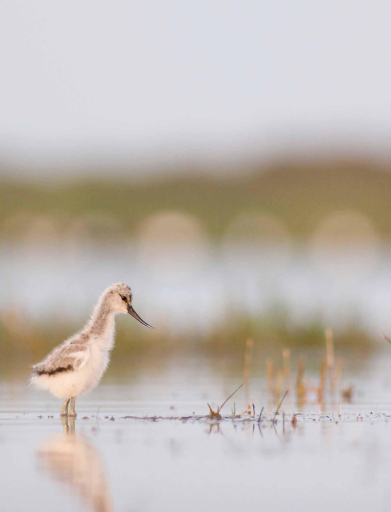 L’Avocette élégante (juvénile) © Nathanaël Herrmann