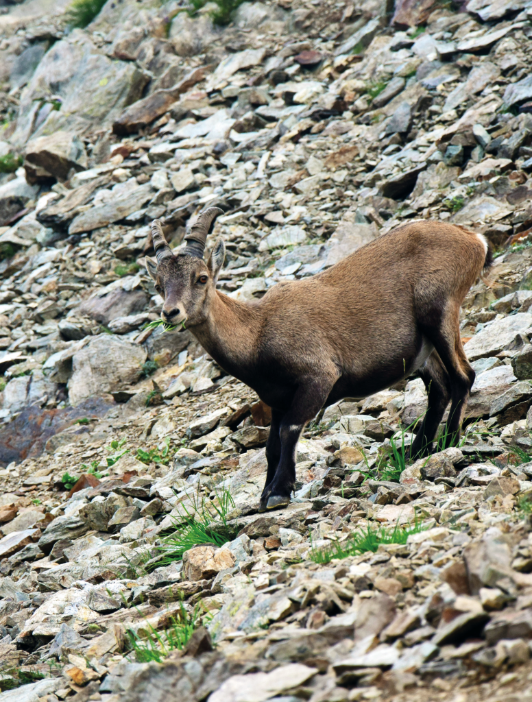 Jeune bouquetin (Capra ibex) au col de la Mine de Fer -  © Lucie Bezombes