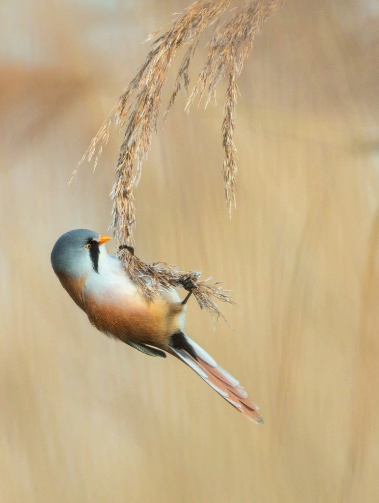 Panure à moustaches dans les dunes de la Slack (Côte d'Opale). © Fabien Coisy