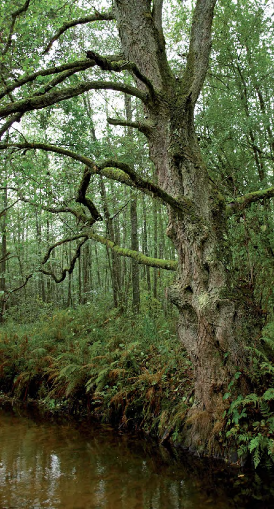 Parc naturel régional des Vosges du Nord