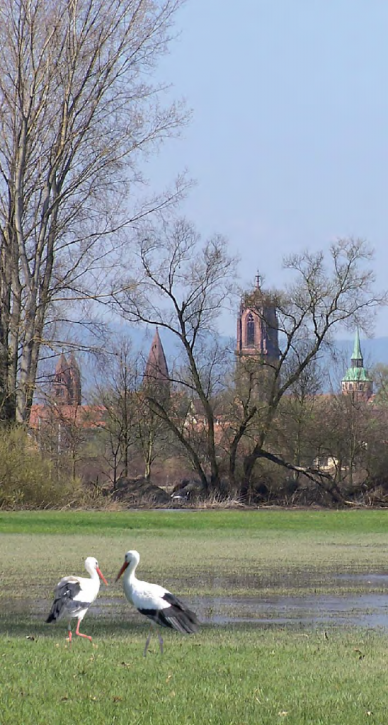 Réserve naturelle régionale du ried de Sélestat