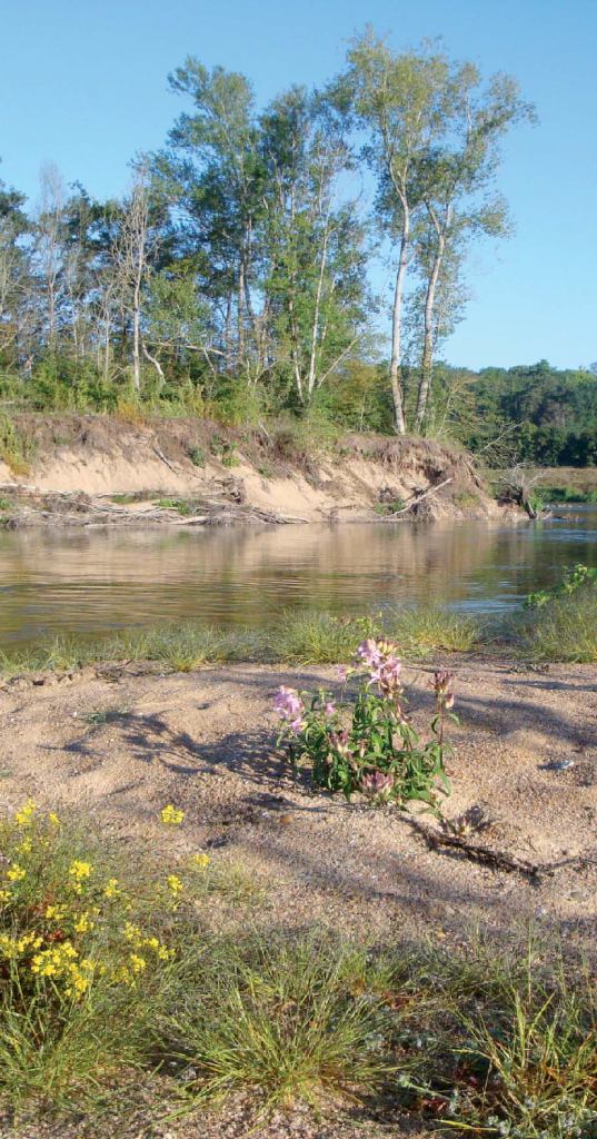 Réserve naturelle nationale de Saint-Mesmin