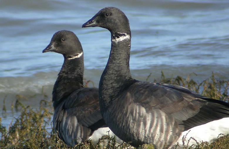 la Bernache cravant qui est une espèce peu menacée en Bretagne mais pour laquelle la Bretagne a une responsabilité très élevée © Jean-Yves Piel - LPO 17