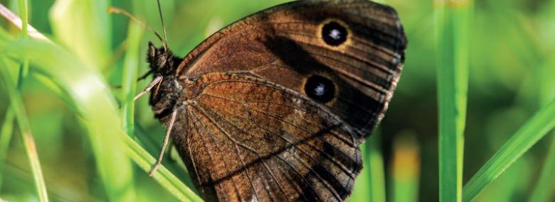 Minois dryas Minois dryas