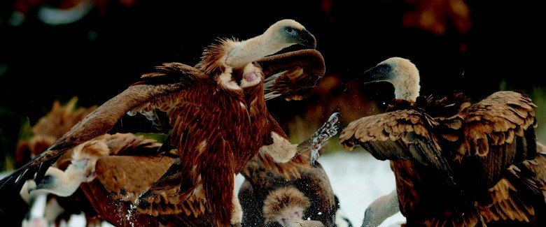 La coopération entre les acteurs des différents domaines a permis l’appropriation des vautours et l’acceptation de leur mode de vie, en symbiose avec les hommes qui vivent et les nourrissent sur le même territoire. © Bruno Berthemy