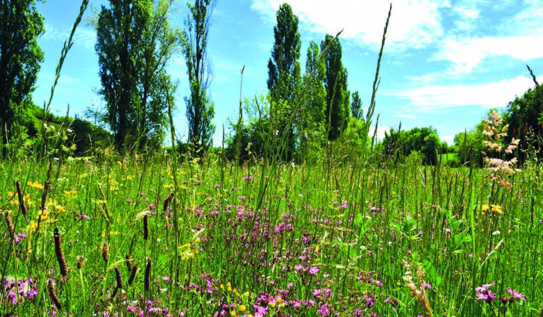 Prairie naturelle fleurie. © Adasea 32