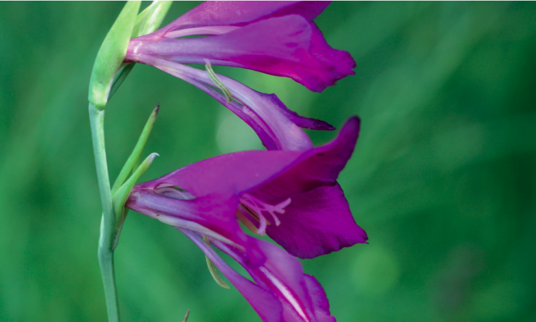 Le Glaïeul des marais, Gladiolus palustris, disparaît du fait de la raréfaction des zones humides.