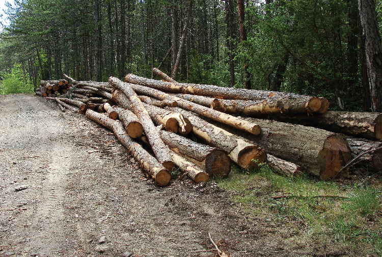 Grumes dans le Parc national des Cévennes.