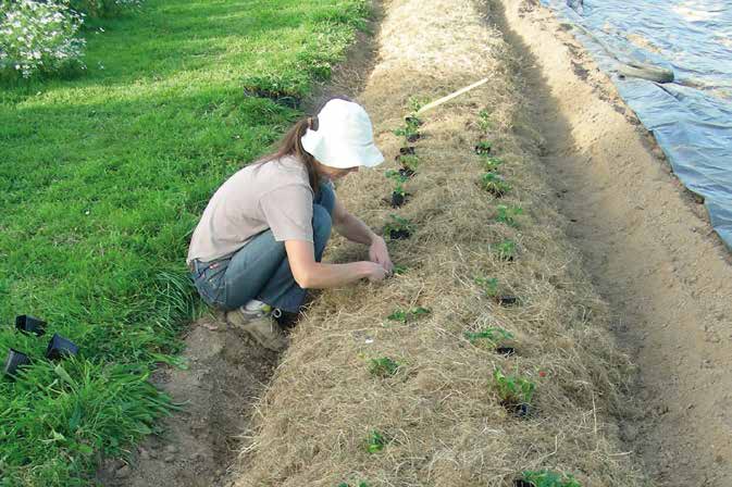 À Saint-Georges de Reintembault, près du Mont-Saint-Michel, la Ferme des Millefeuilles, installée sur un terrain préempté par la Safer, produit des légumes en permaculture. © Microferme Millefeuilles À Saint-Georges de Reintembault, près du Mont-Saint-Michel, la Ferme des Millefeuilles, installée sur un terrain préempté par la Safer, produit des légumes en permaculture. © Microferme Millefeuilles