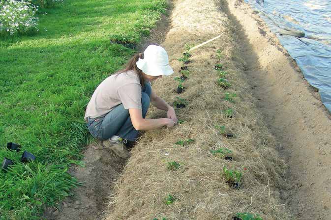 À Saint-Georges de Reintembault, près du Mont-Saint-Michel, la Ferme des Millefeuilles, installée sur un terrain préempté par la Safer, produit des légumes en permaculture. © Microferme Millefeuilles