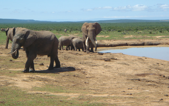 Parc national des Éléphants d'Addo en Afrique du sud.© Julien Calas