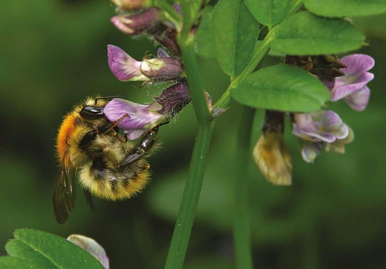 Bombus lucorum mâle. Bombus lucorum mâle.