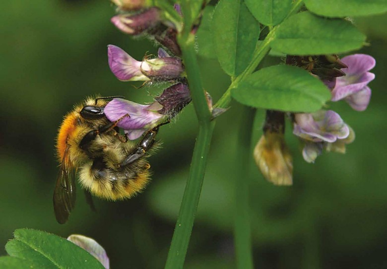 Bombus lucorum mâle.