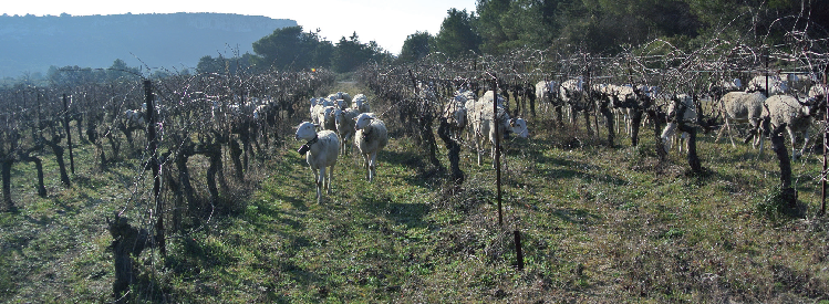 Brebis pâturant dans les vignes. Brebis pâturant dans les vignes.