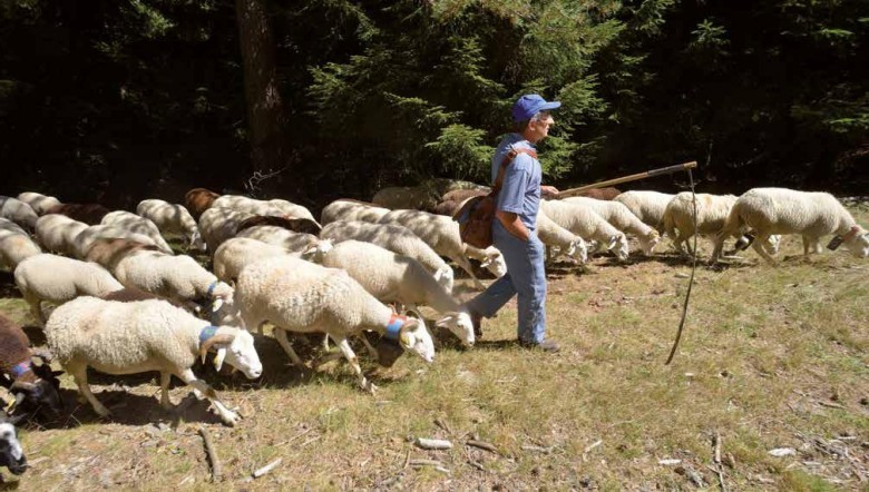 Berger menant son troupeau en lisière de forêt.