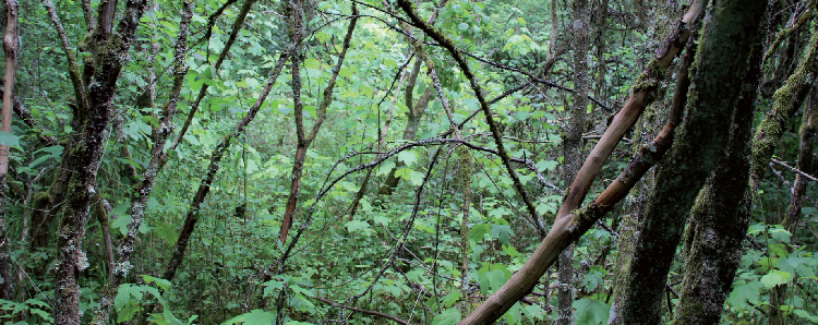 La bétulaie de Bitche (Vosges du Nord). La bétulaie de Bitche (Vosges du Nord).