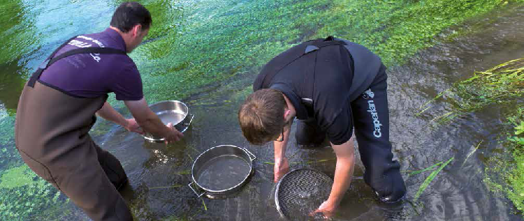 Impacts des pollutions diffuses Faune et flore aquatiques Impacts des pollutions diffuses Faune et flore aquatiques