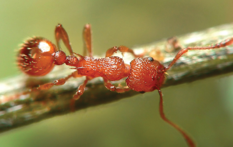 Une fourmi hôte des papillons azurés du genre Maculinea.