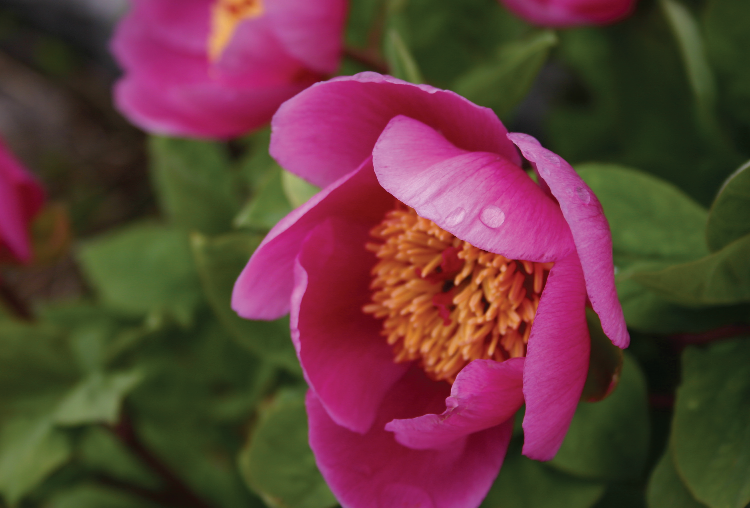Pivoine du Kesrouan. Pivoine du Kesrouan.