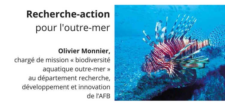 Le poisson-lion (Pterois), une menace pour les écosystèmes marins antillais. Le poisson-lion (Pterois), une menace pour les écosystèmes marins antillais.