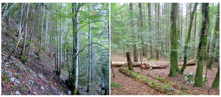 Exemple de forêts récentes et anciennes, peu et très matures, dans les Alpes du Nord. La présence de gros bois morts en forêts récentes permet, comme en forêt ancienne, de supporter une large diversité d’espèces, comme c’est le cas des saproxyliques.