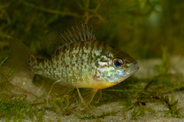 Une femelle Perche soleil (Lepomis gibbosus) de 8,5 cm âgee de 2 ans (estimation réalisée grâce à l'étude scalimétrique). Une femelle Perche soleil (Lepomis gibbosus) de 8,5 cm âgee de 2 ans (estimation réalisée grâce à l'étude scalimétrique).