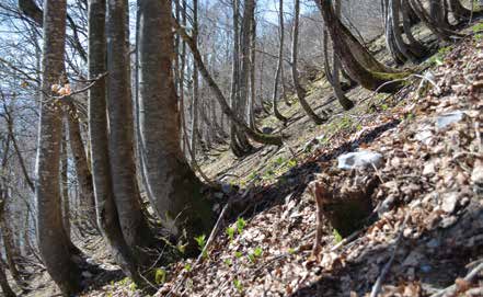 Le défi : conforter le stock de carbone en forêt et alimenter une économie bas-carbone. © PNRMB