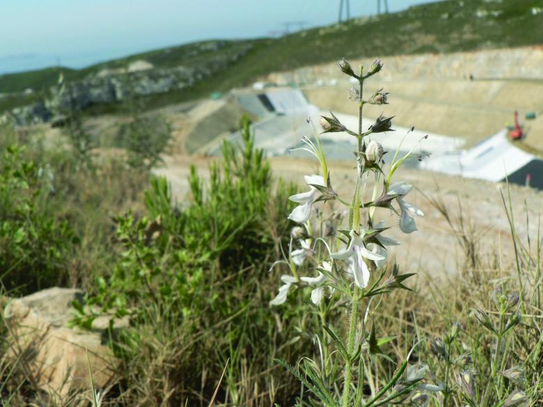 Quand installation de stockage de déchets rime avec préservation de la biodiversité Quand installation de stockage de déchets rime avec préservation de la biodiversité