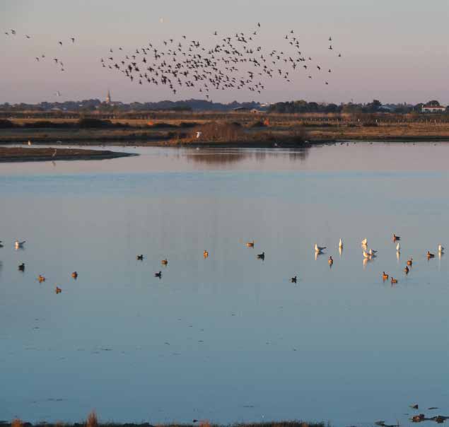 Vol d'anatidés sur la Réserve naturelle nationale de Saint-Denis-du-Payré. © RNN de Saint-Denis-du-Payré Vol d'anatidés sur la Réserve naturelle nationale de Saint-Denis-du-Payré. © RNN de Saint-Denis-du-Payré