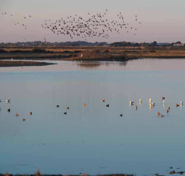 Vol d'anatidés sur la Réserve naturelle nationale de Saint-Denis-du-Payré. © RNN de Saint-Denis-du-Payré