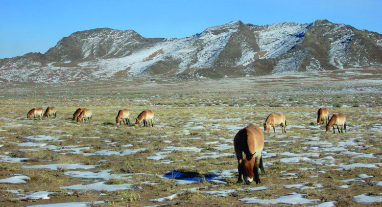 Chevaux de Przewalski dans le Parc national de Khomyn Tal, à l’ouest de la Mongolie. © Florian Drouard