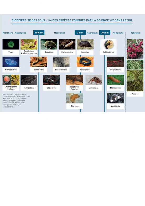 BIODIVERSITÉ DES SOLS : 1/4 DES ESPÈCES CONNUES PAR LA SCIENCE VIT DANS LE SOL