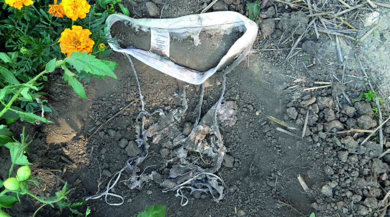 L'opération « Plante ton slip » consiste à enterrer un slip 100 % coton pendant deux mois. Plus il est dégradé, plus l’activité biologique du sol a été importante.    © A. Pierart