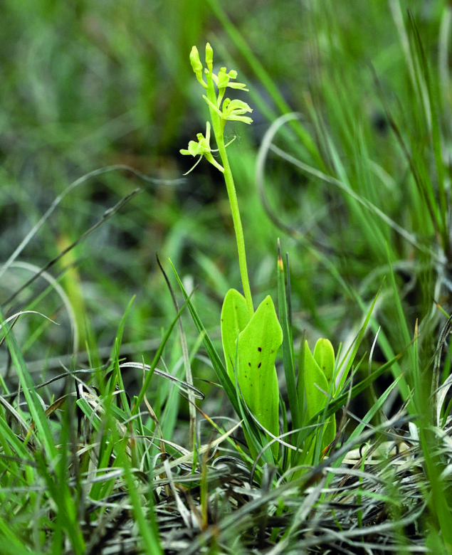 Liparis de Loesel (Liparis loeselii ).   © Hans Stieglitz