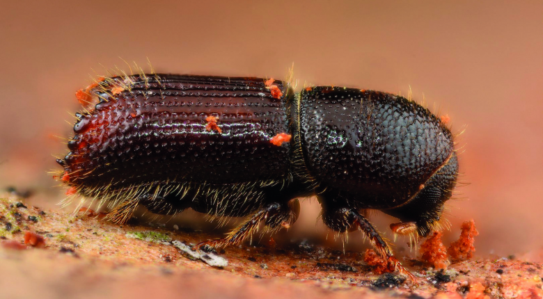 Scolyte (Orthotomicus laricis) trouvé sous l'écorce de bûches de Pin noir.  © Gilles San Martin