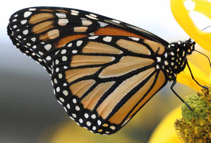 Les sites d'hivernage mexicains sont protégés par une réserve de biosphère. © Dreamdan