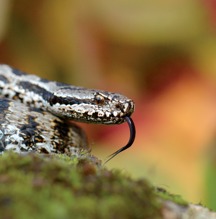 Espèces mal aimées, bouger les préjugés. Vipères aspic (Vipera aspis) © F. Serrecollet