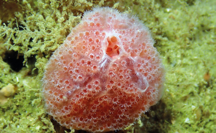 Aplidium elegans (Fraise de mer) à Plougastel. © Benjamin Guichard - OFB Aplidium elegans (Fraise de mer) à Plougastel. © Benjamin Guichard - OFB