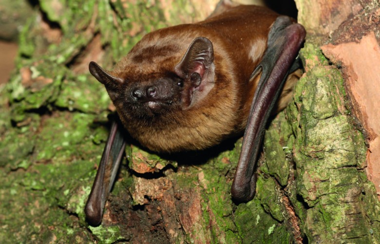 Les protocoles de protection des chauves-souris sont appliqués systématiquement par les services de la collectivité. © Julie Vittier - Gepma