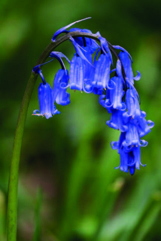 La Jacinthe des bois (Hyacinthoides non-scripta), commune en Normandie alors qu'elle peut être rarissime ailleurs en France