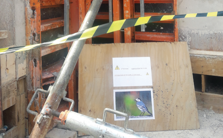 Nid de Bergeronnette grise ( otacilla alba alb ) préservé sur le chantier de la ligne 17 du Grand Paris Express.