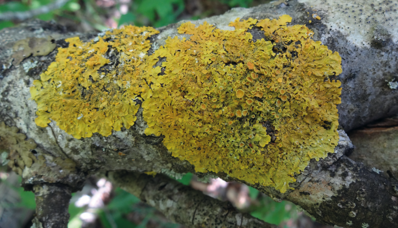 Xanthoria parietina, l’une des espèces de lichen les plus courantes en France. Elle est utilisée pour l’analyse des polluants accumulés par le lichen (bioaccumulation).