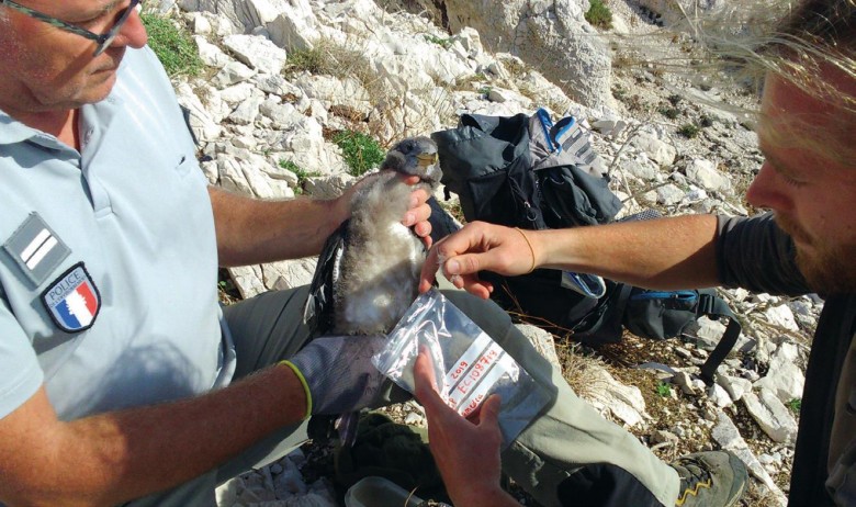 Les plumes sont prélevées lors de campagnes de baguage, ici dans le cadre de l’étude de la dynamique des colonies de Puffin cendré (ou de Scopoli) et de Puffin de Méditerranée (Puffinus yelkouan) sur les îles de Marseille (programme n°380 CRBPO).