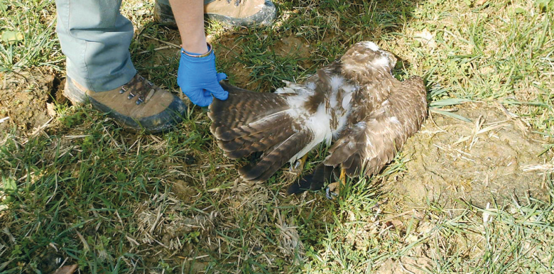 Le réseau Sagir a récemment détecté des mortalités importantes de rapaces ayant ingéré des campagnols contaminés aux rodenticides à base de bromadiolone utilisés en prairie Le réseau Sagir a récemment détecté des mortalités importantes de rapaces ayant ingéré des campagnols contaminés aux rodenticides à base de bromadiolone utilisés en prairie